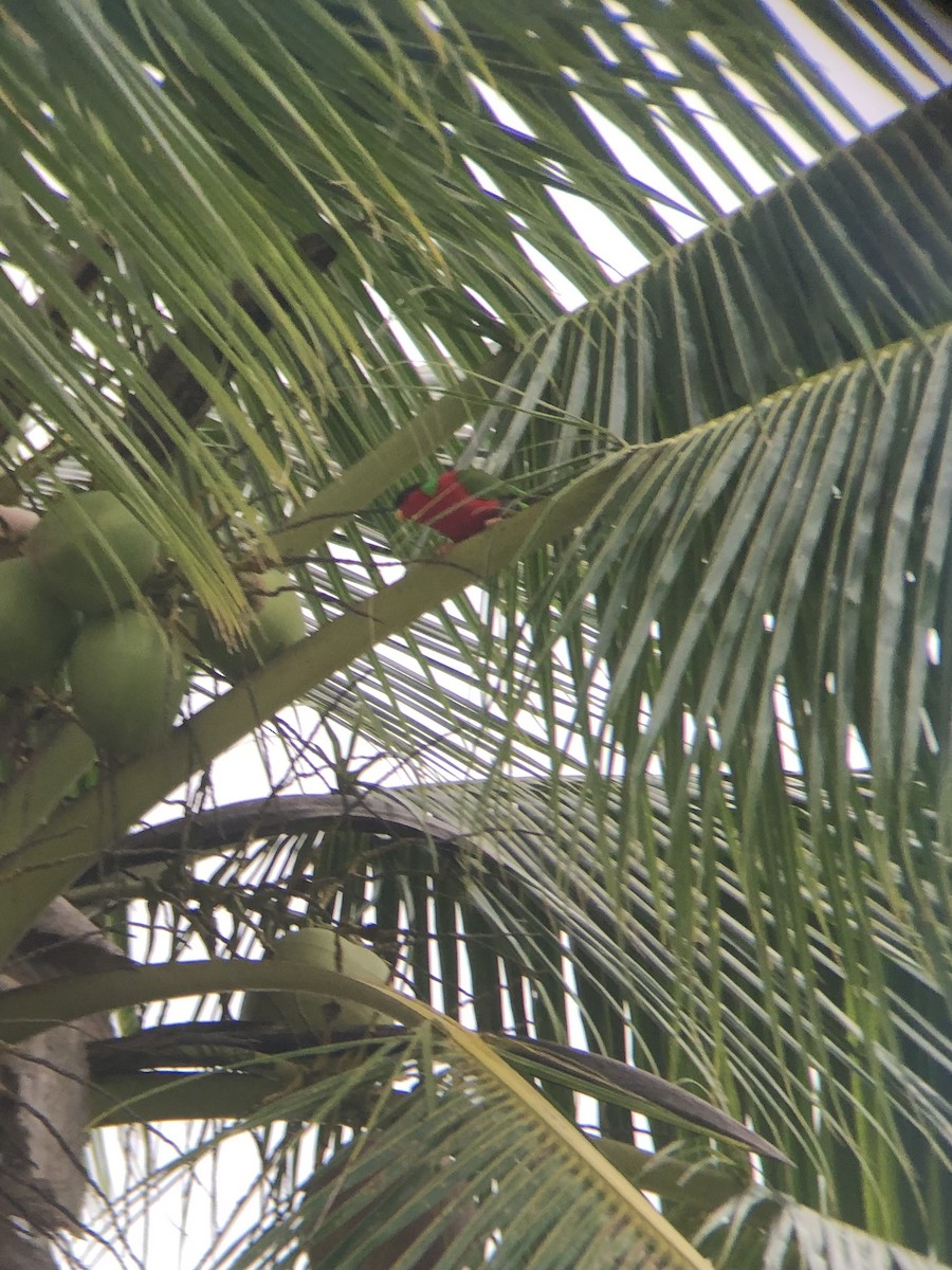 Collared Lory - bodhi mohan