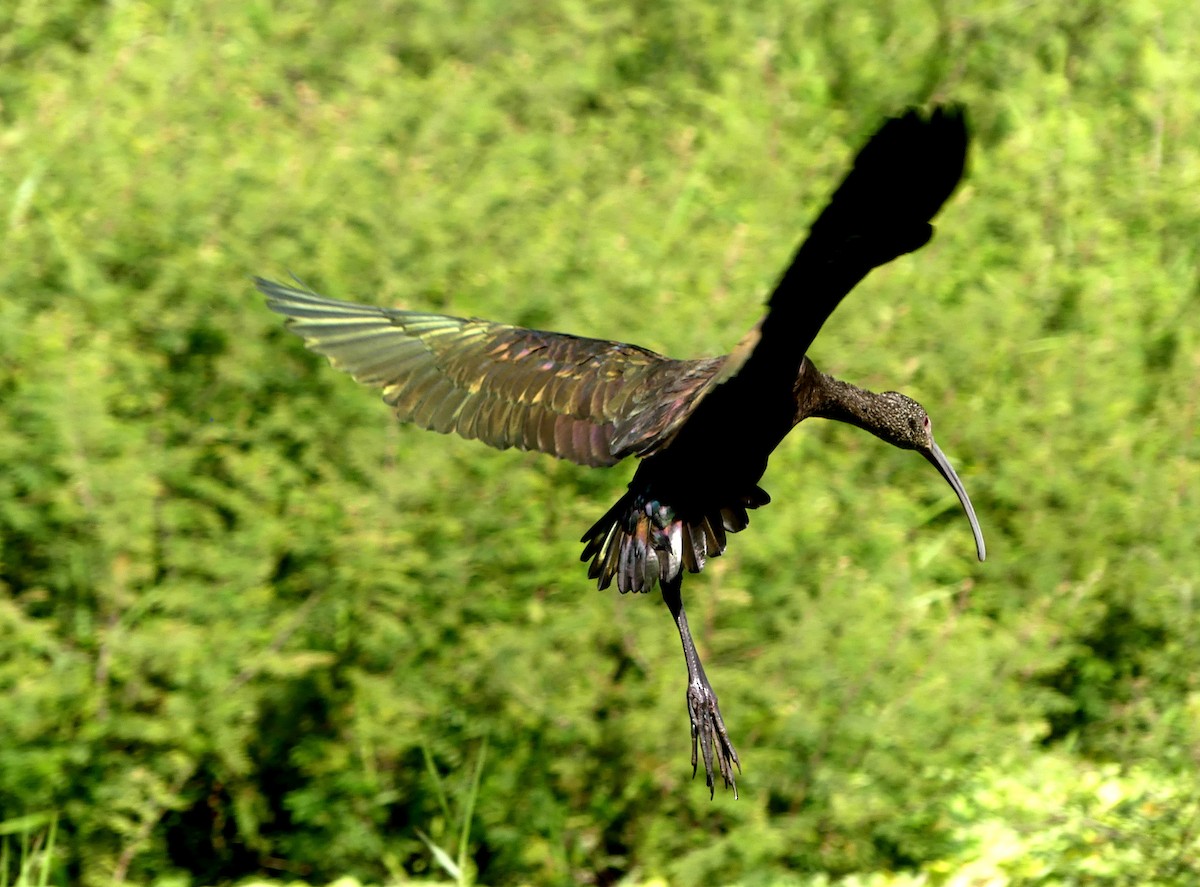 hvitgrimeibis - ML613845017