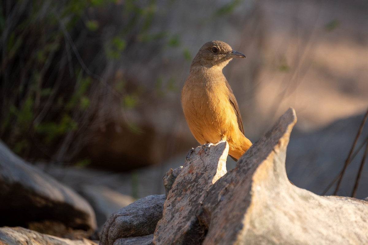 Sandstone Shrikethrush - Claire Watson