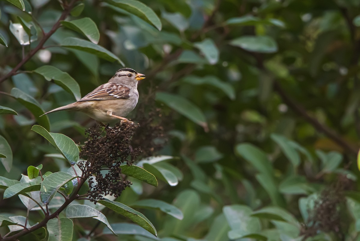 White-crowned Sparrow - ML613845245