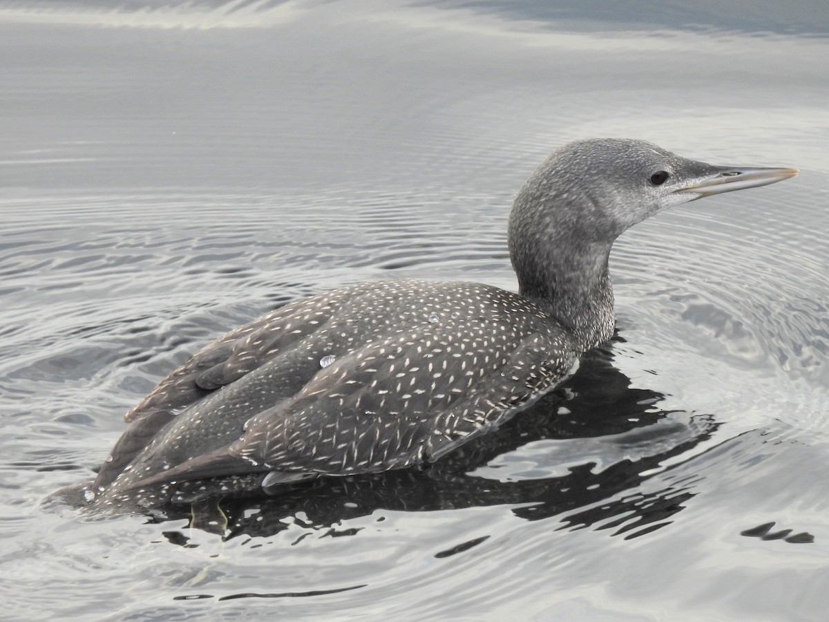 Red-throated Loon - ML613845301