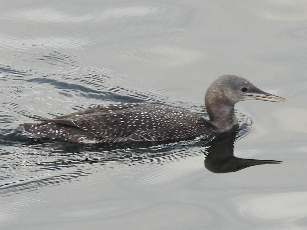 Red-throated Loon - ML613845302