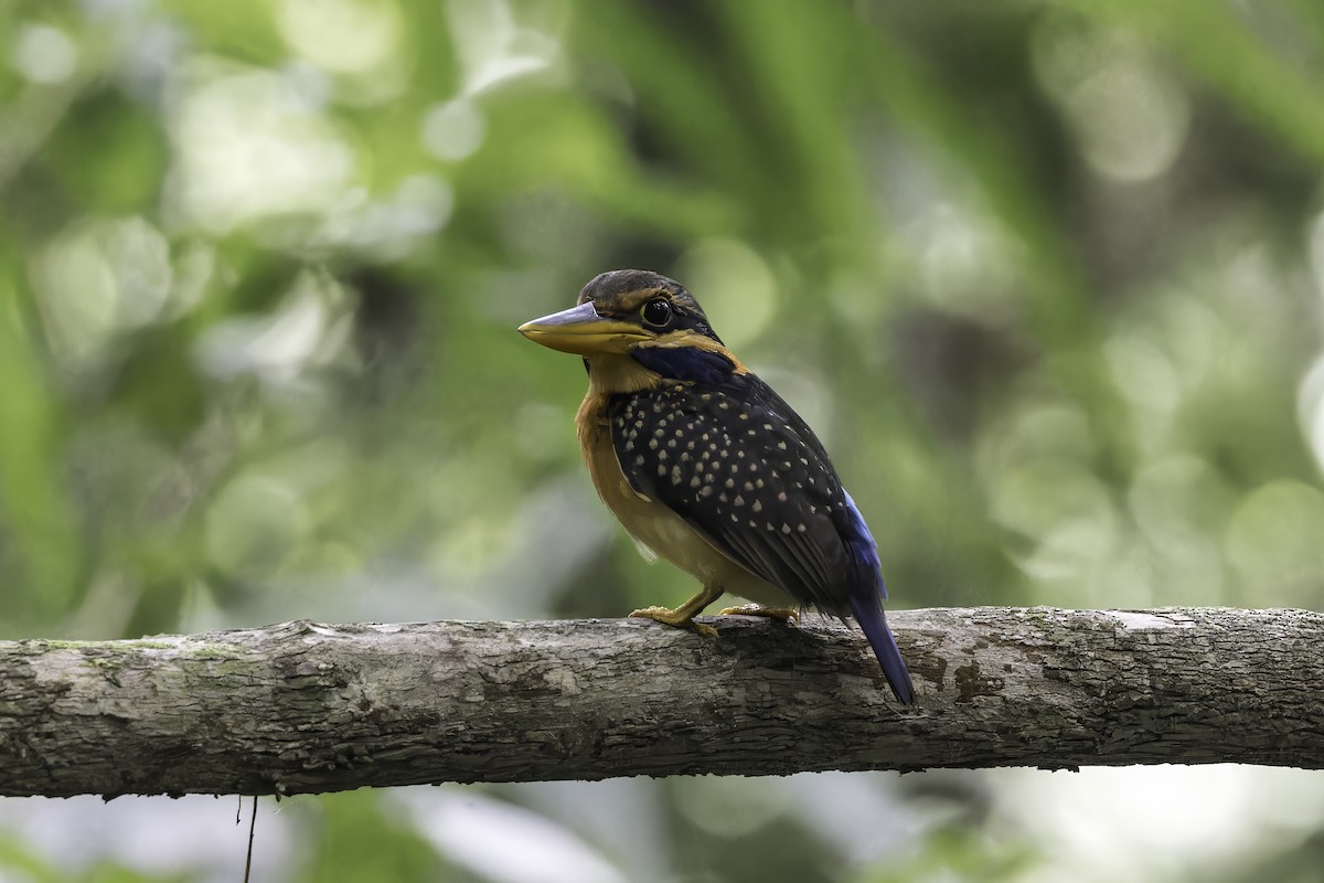 Rufous-collared Kingfisher - ML613845311