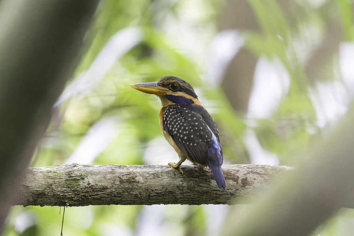 Rufous-collared Kingfisher - ML613845313