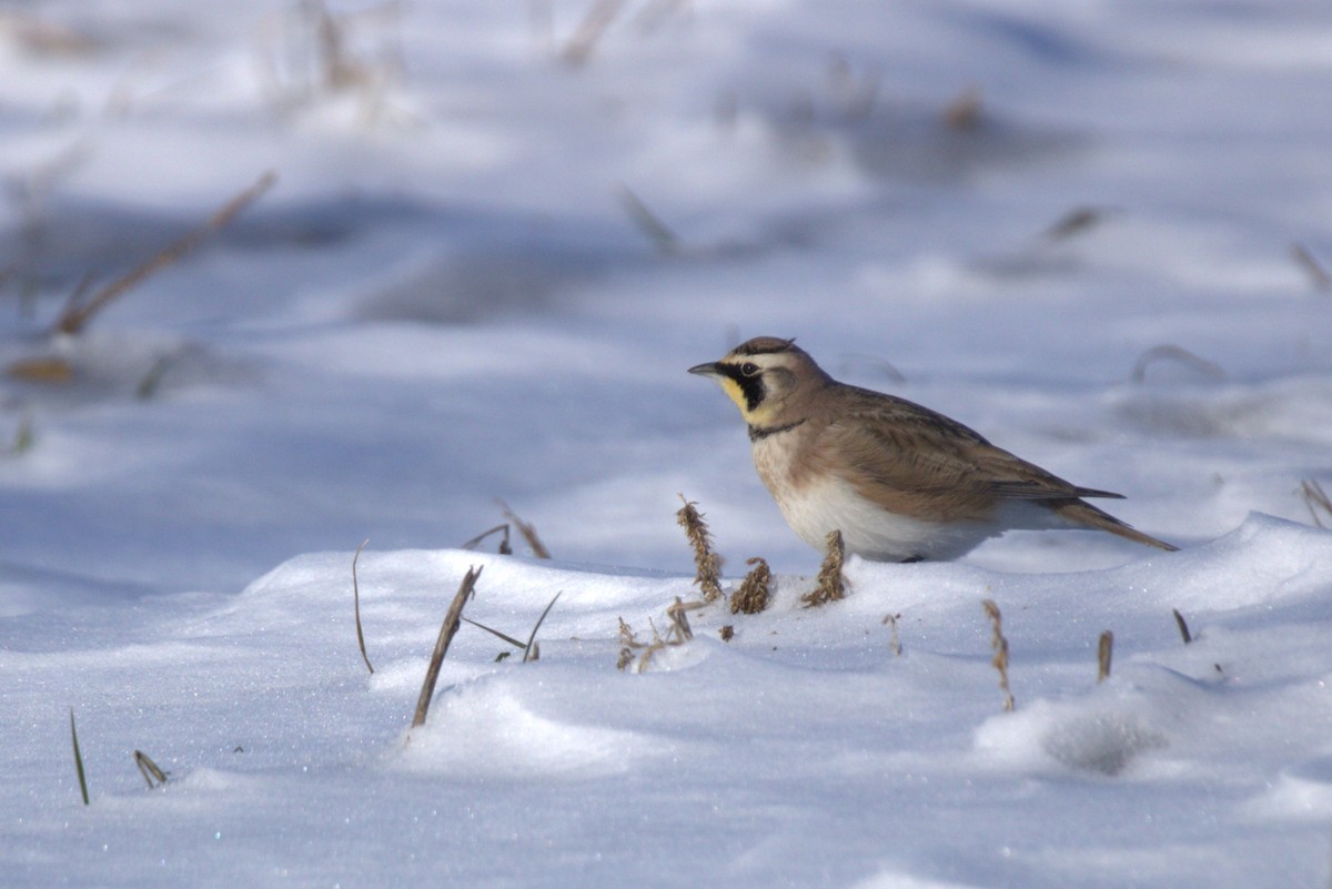 Horned Lark - ML613845389