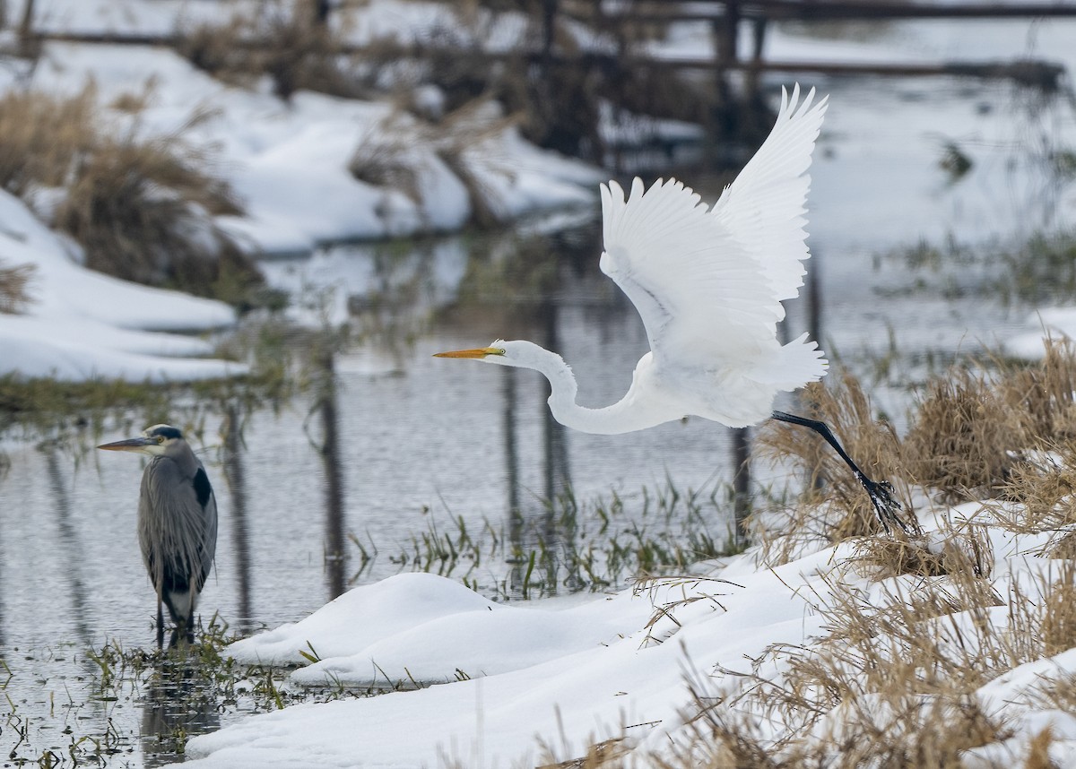 Great Egret - ML613845457