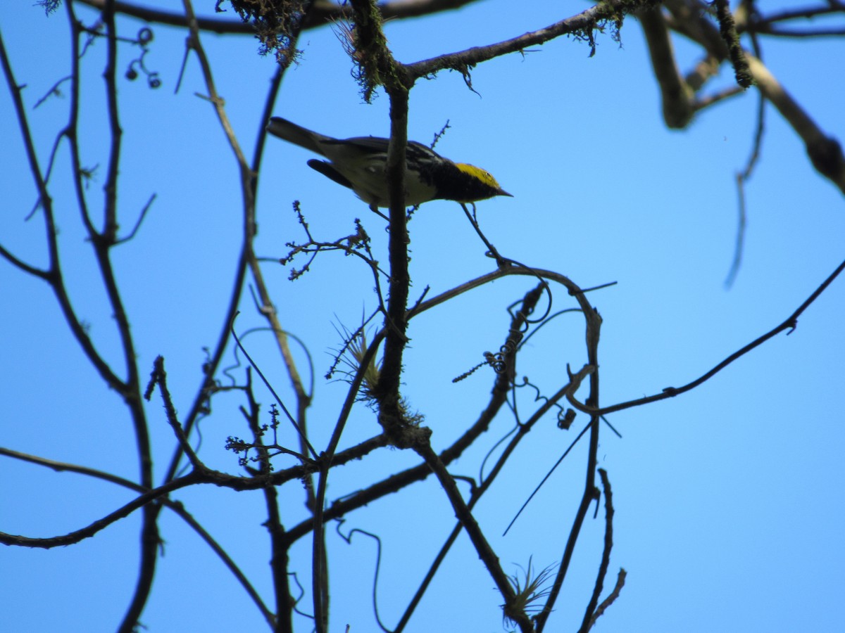 Black-throated Green Warbler - ML613845502