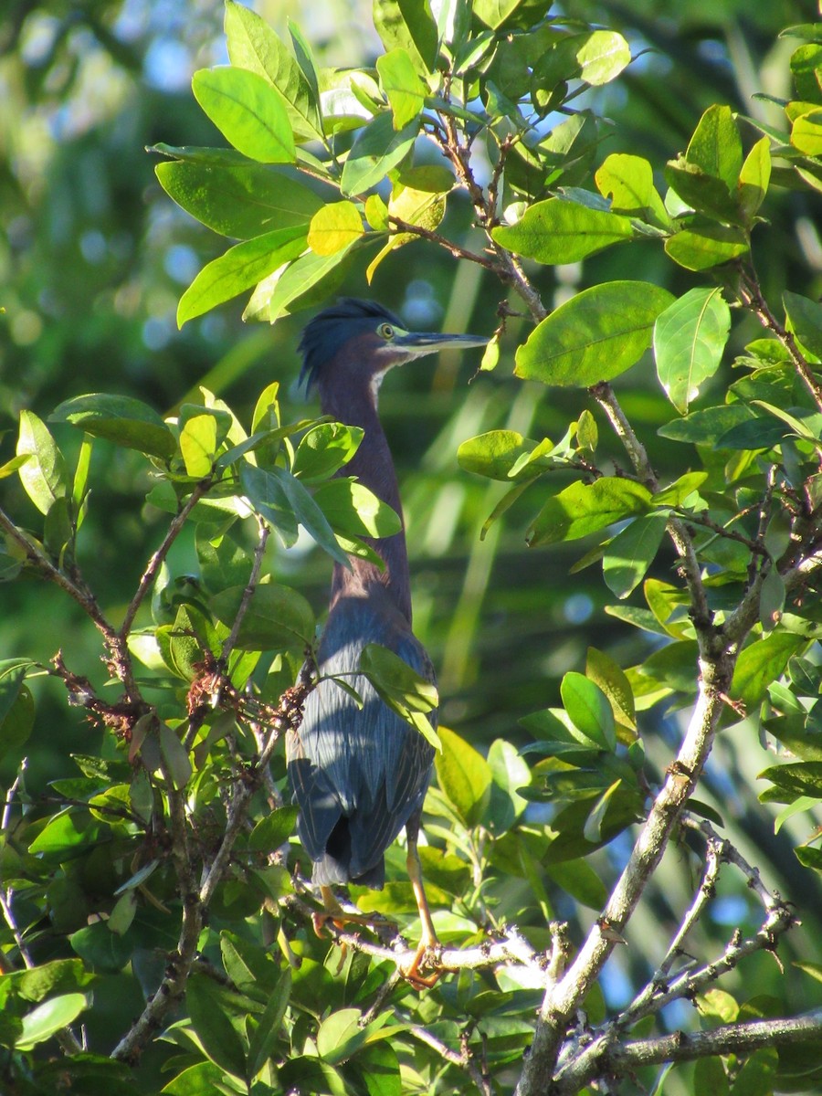 Green Heron - ML613845557