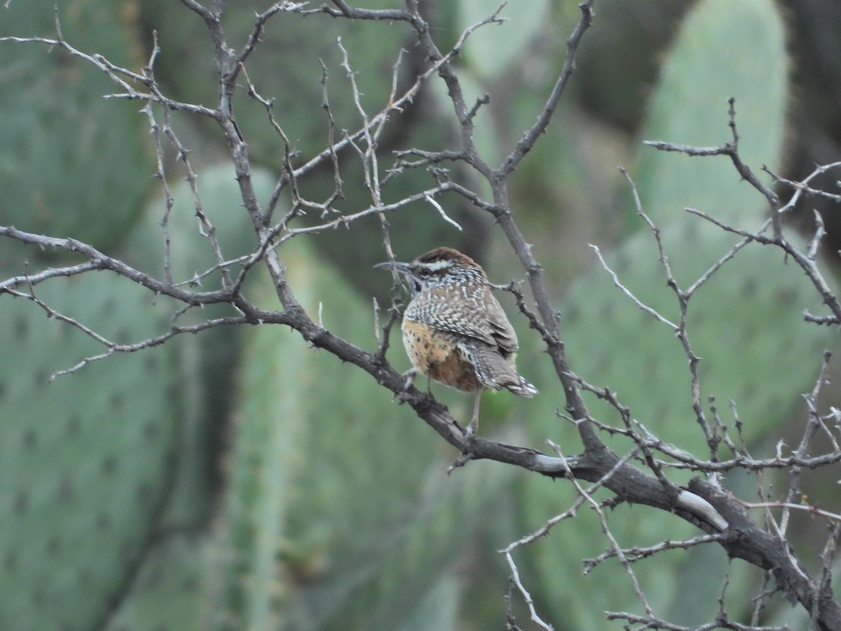 Cactus Wren - ML613845574