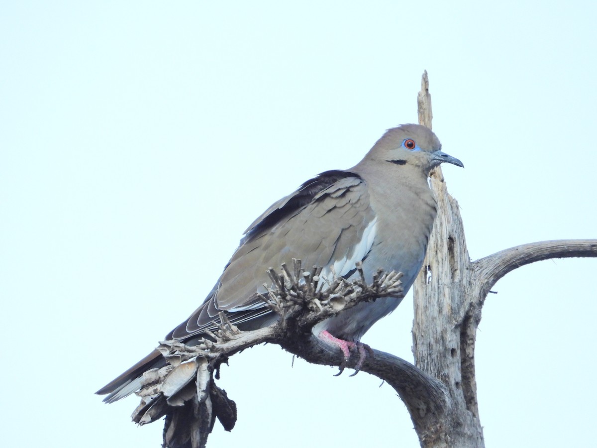 White-winged Dove - ML613845640