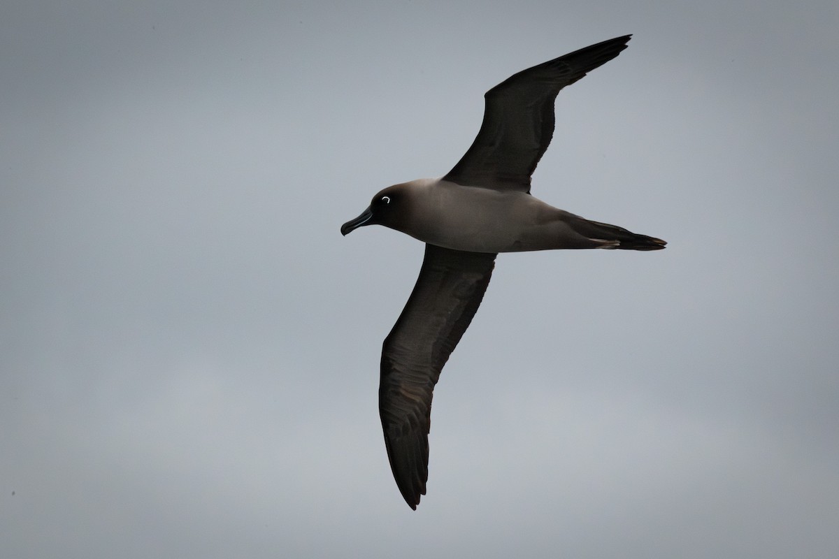 Light-mantled Albatross - Trevor Evans