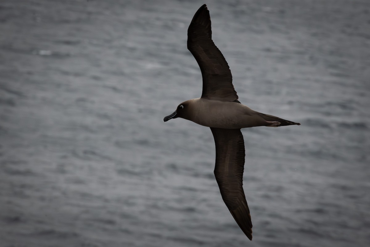 Albatros Tiznado - ML613845844