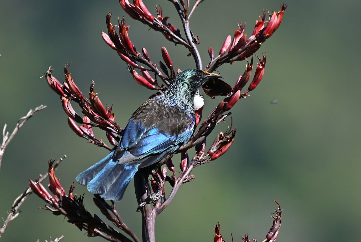 Mielero Tui - ML613845905