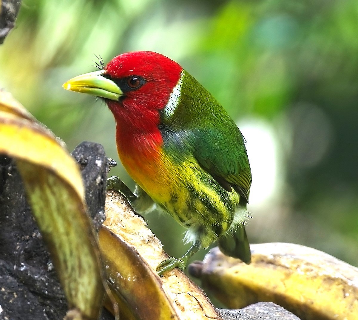 Red-headed Barbet - ML613845933