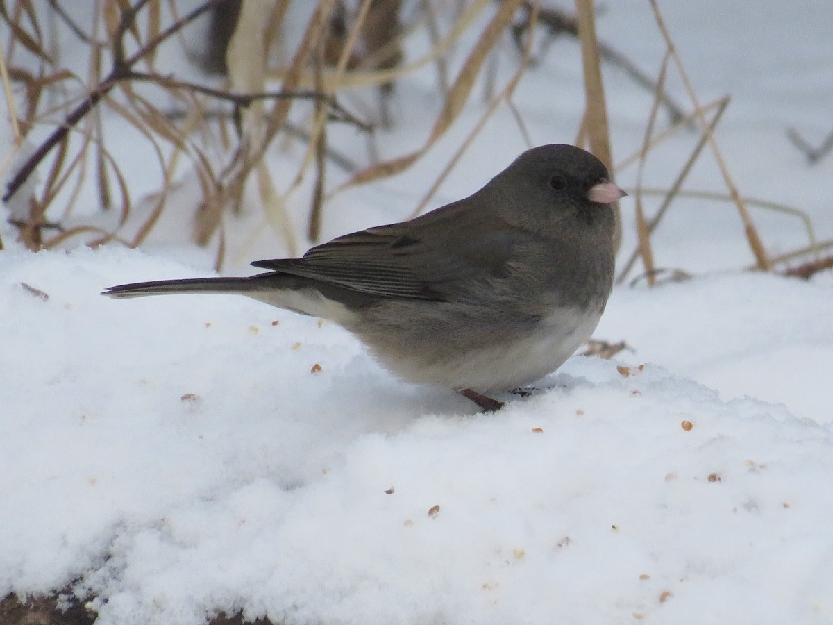 Dark-eyed Junco - ML613846053