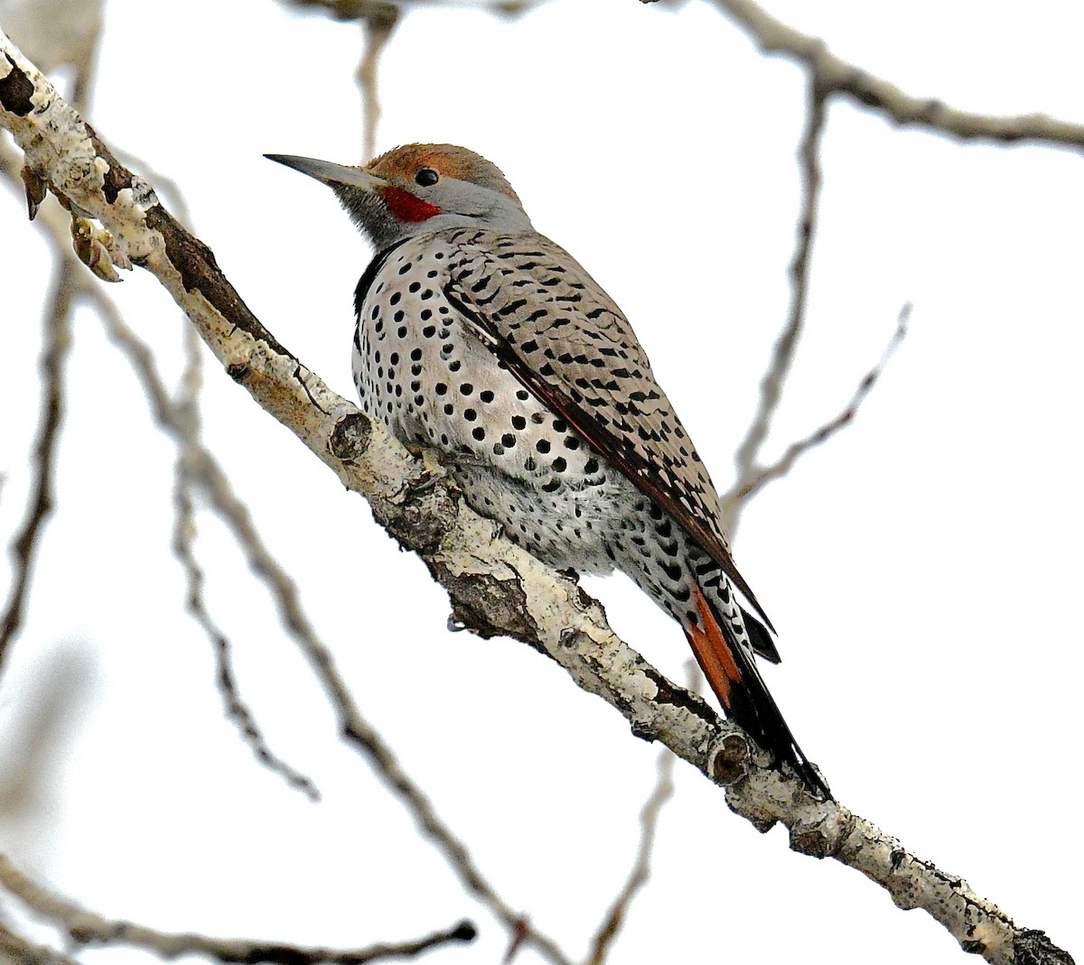 Northern Flicker (Red-shafted) - ML613846054