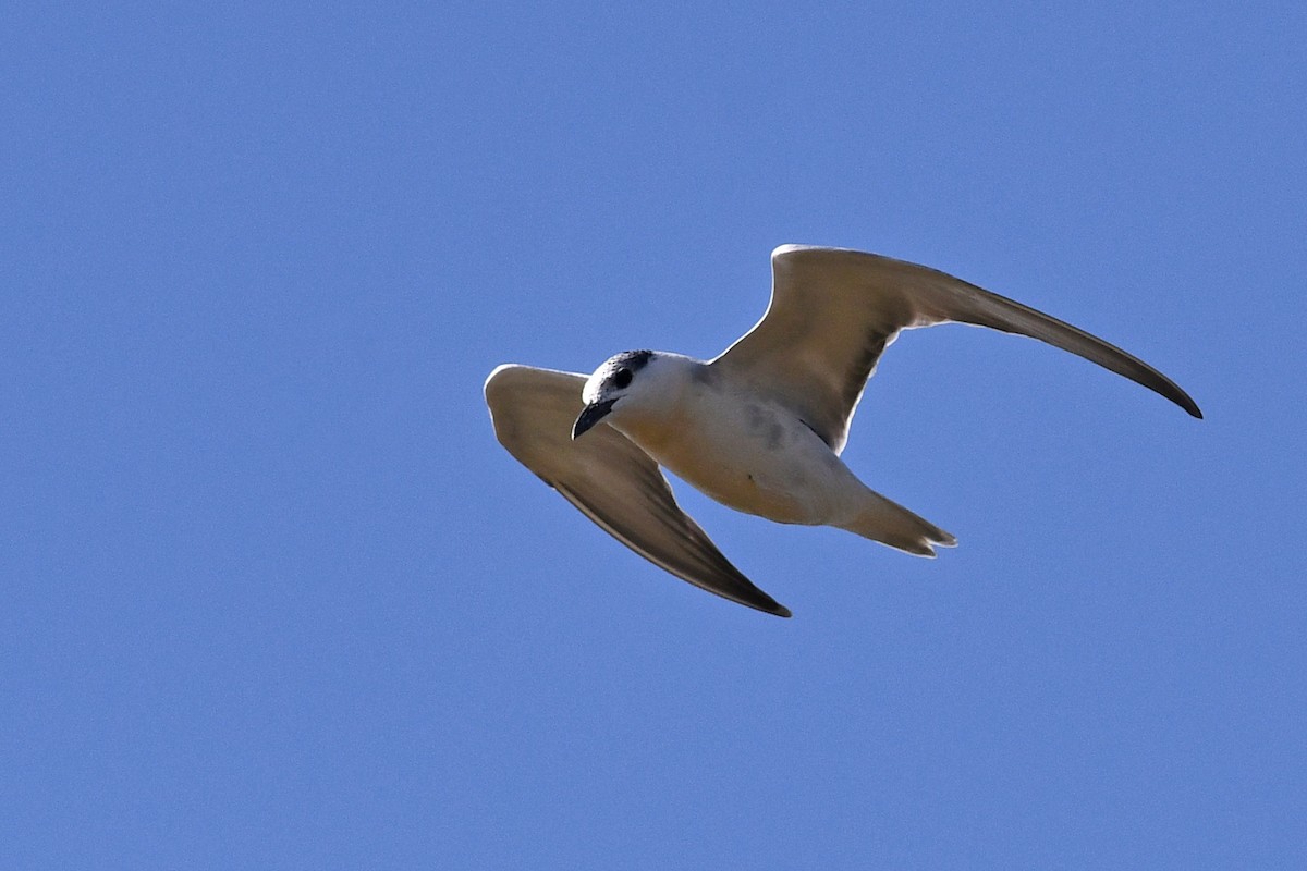 Whiskered Tern - ML613846156