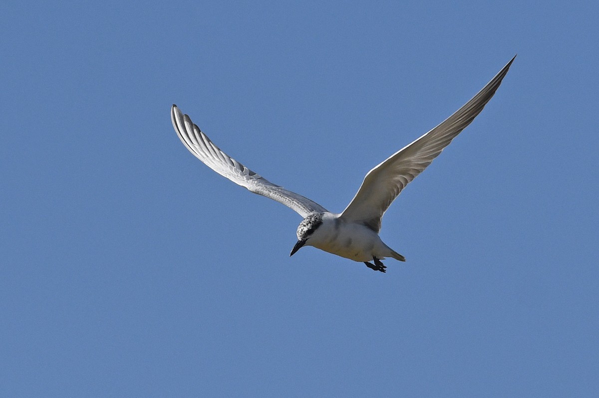 Whiskered Tern - ML613846204