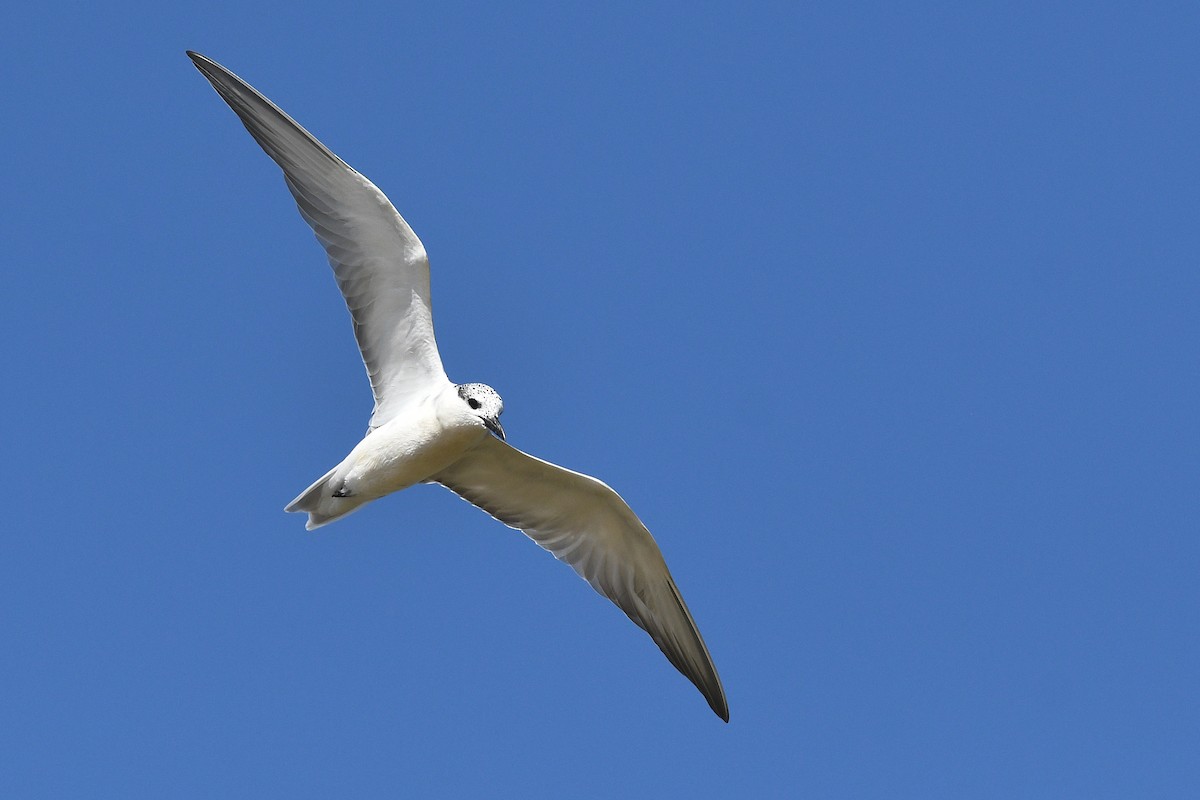 Whiskered Tern - ML613846205