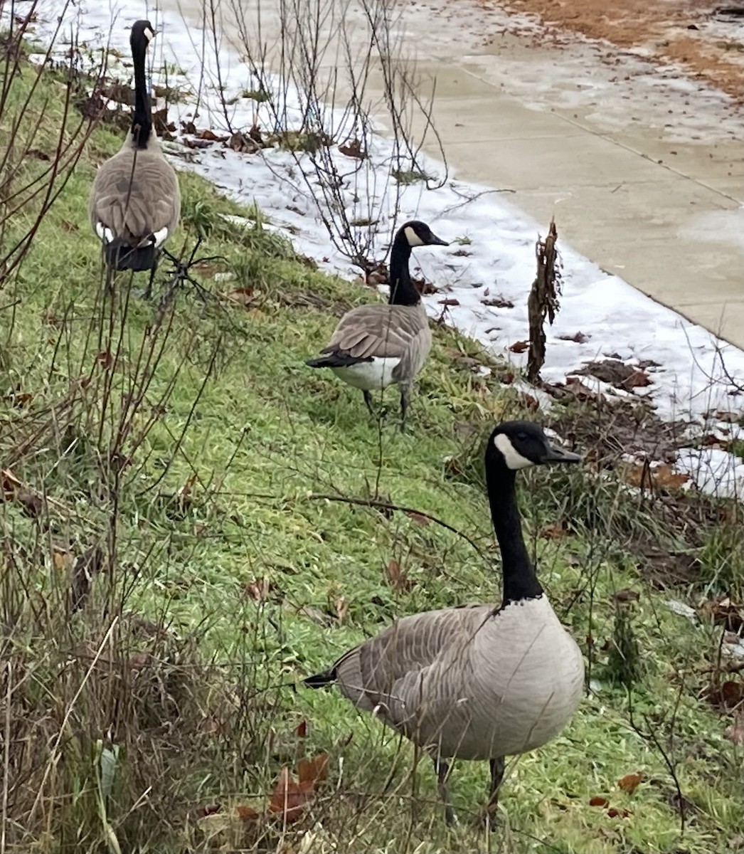 Canada Goose - Jeff Marks