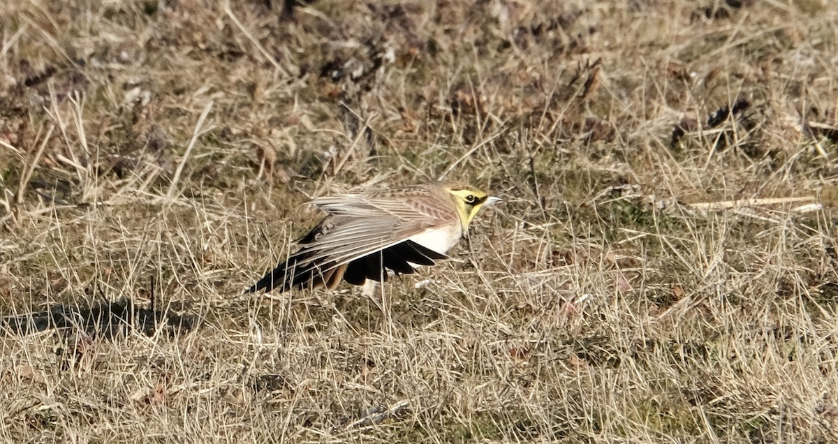 Horned Lark - ML613846294