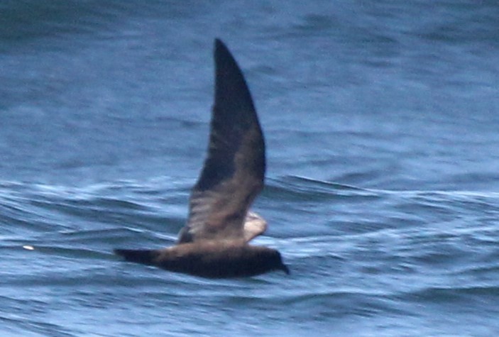 Black Storm-Petrel - Robert Keiffer