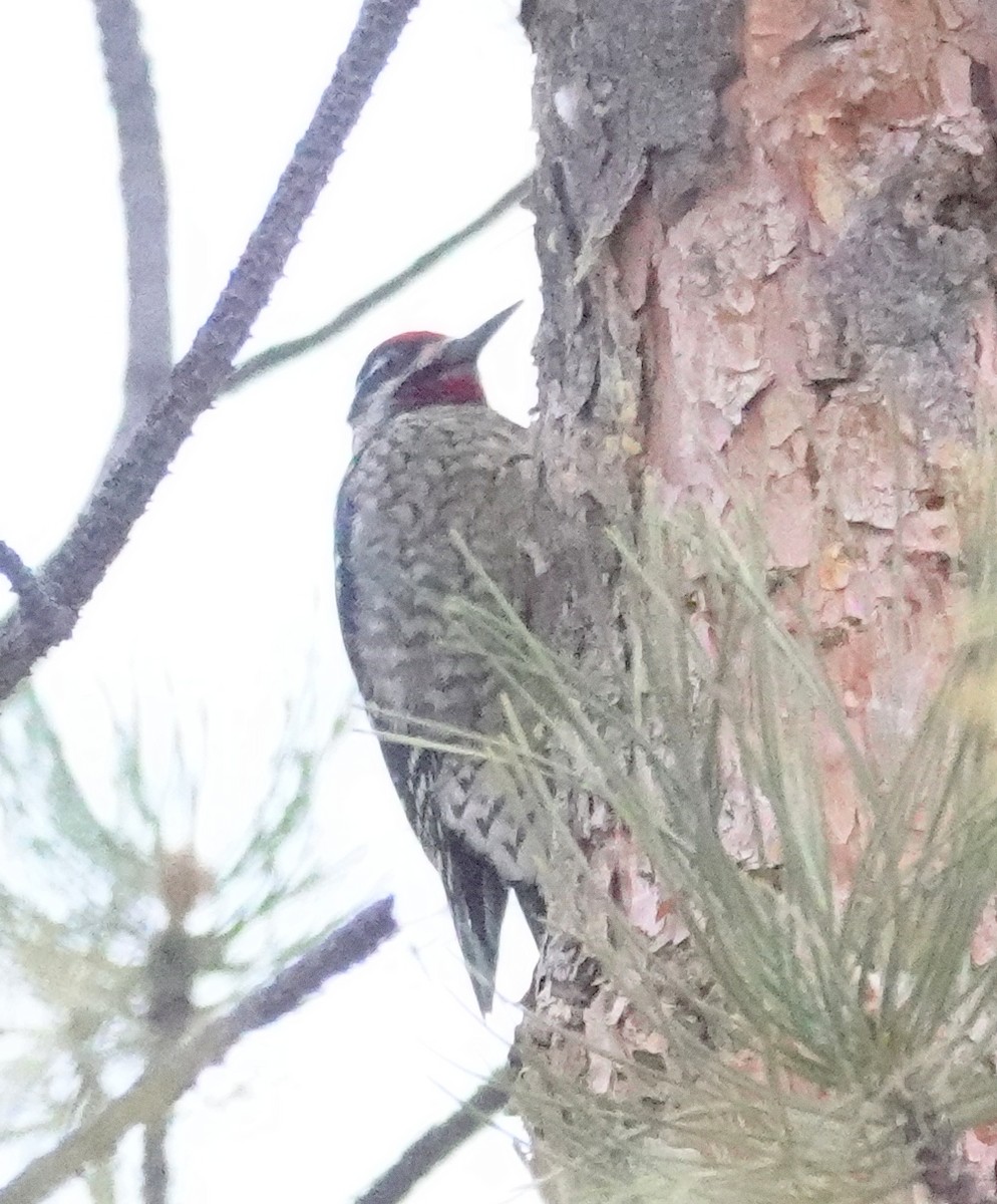 Red-naped Sapsucker - ML613846373