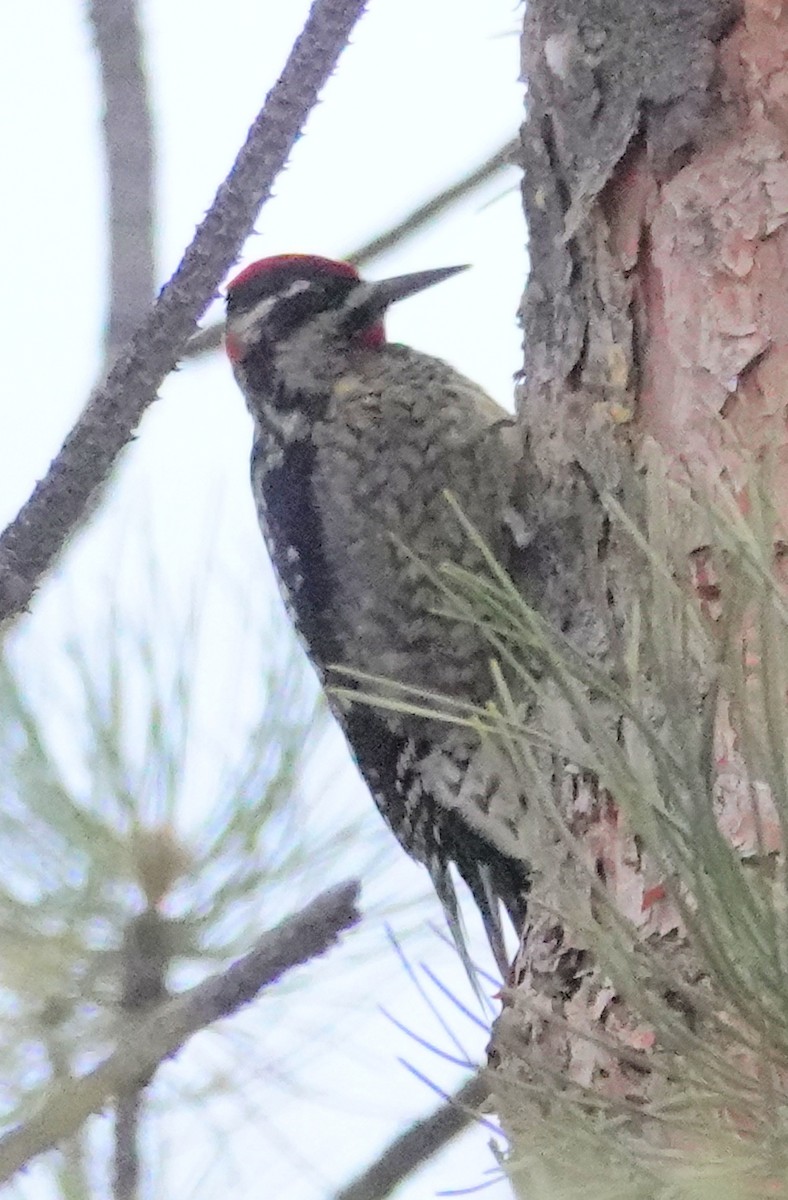 Red-naped Sapsucker - ML613846374