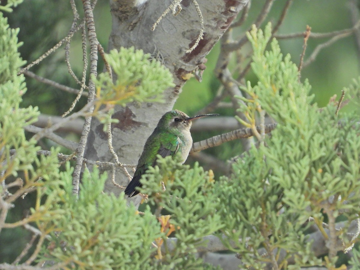 Colibrí Piquiancho Común - ML613846403