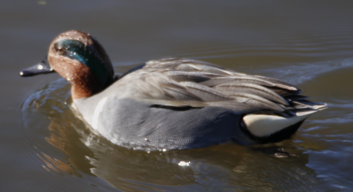 Green-winged Teal - ML613846436