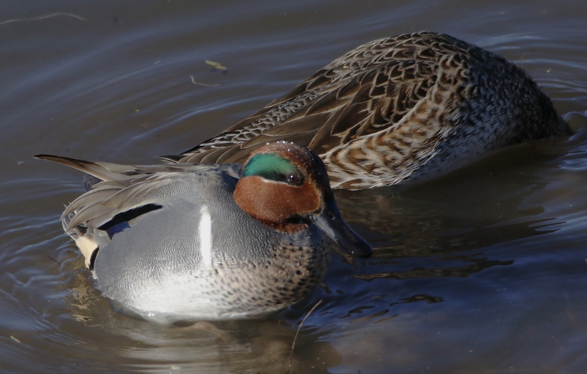 Green-winged Teal - ML613846438
