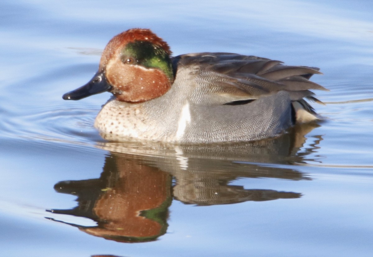 Green-winged Teal - ML613846515