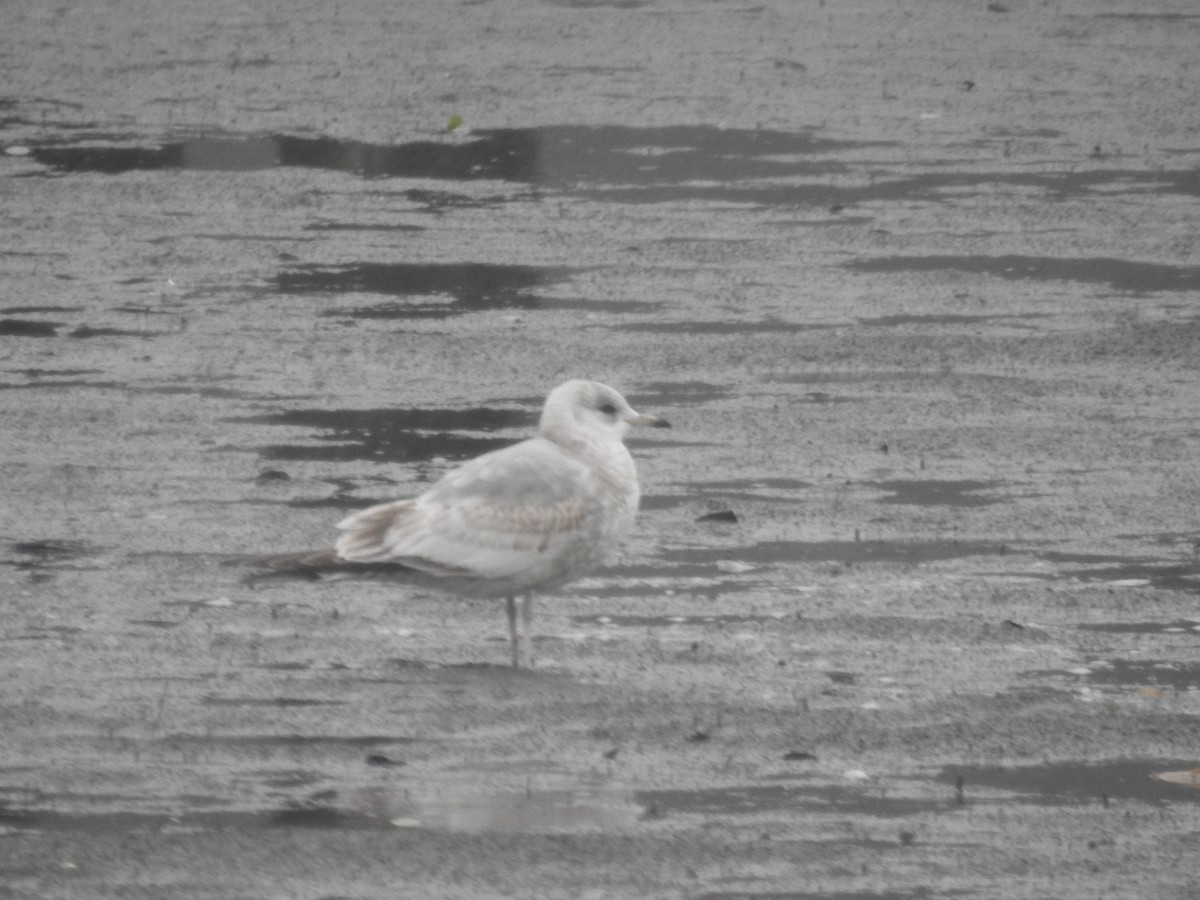 Short-billed Gull - ML613846626