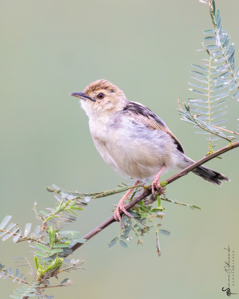 Winding Cisticola - ML613846657