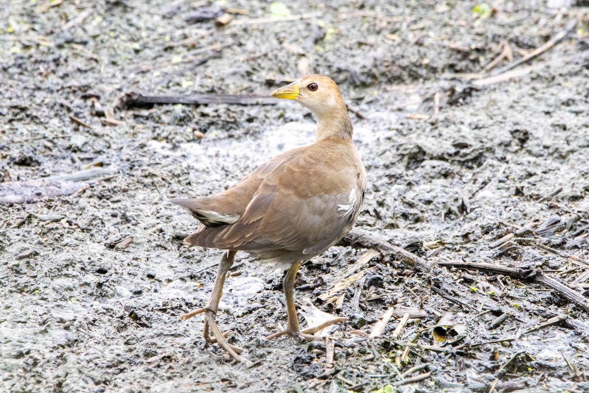 Lesser Moorhen - Damian Newmarch