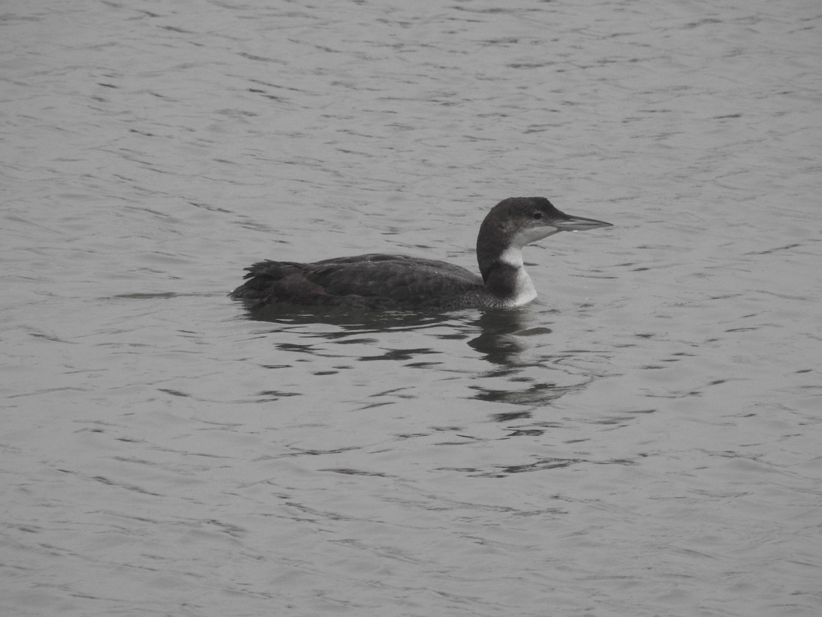 Common Loon - ML613846703