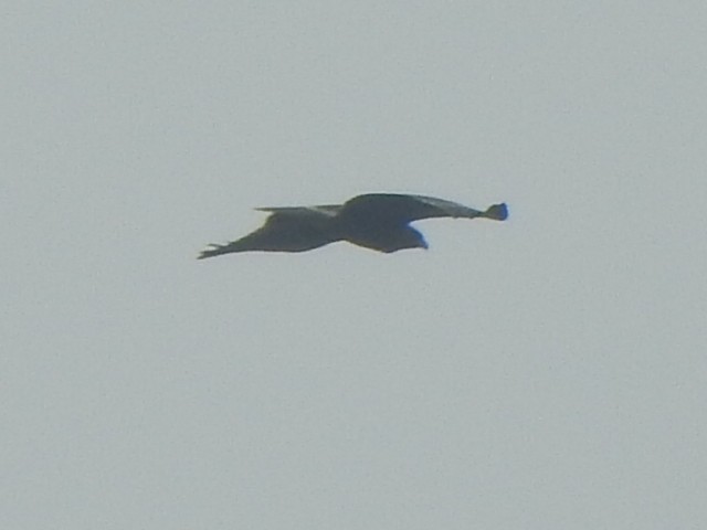 Booted Eagle - Arulvelan Thillainayagam