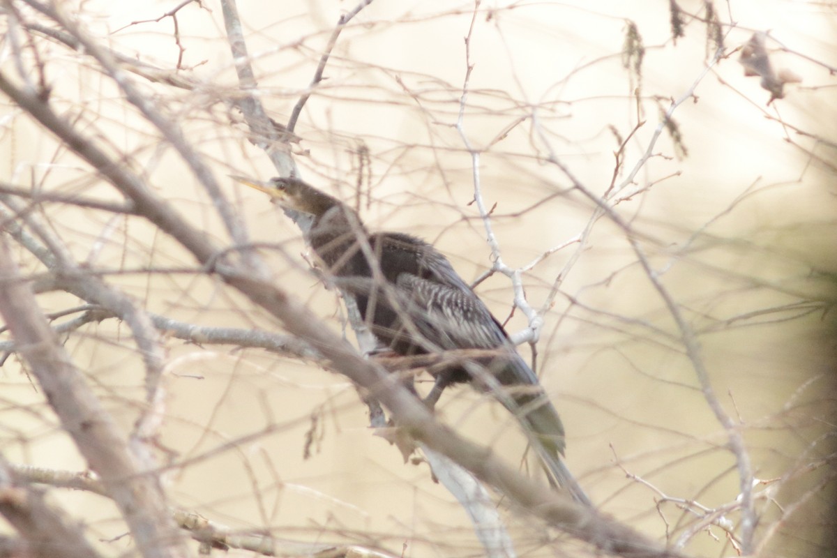 Anhinga - ML613846754