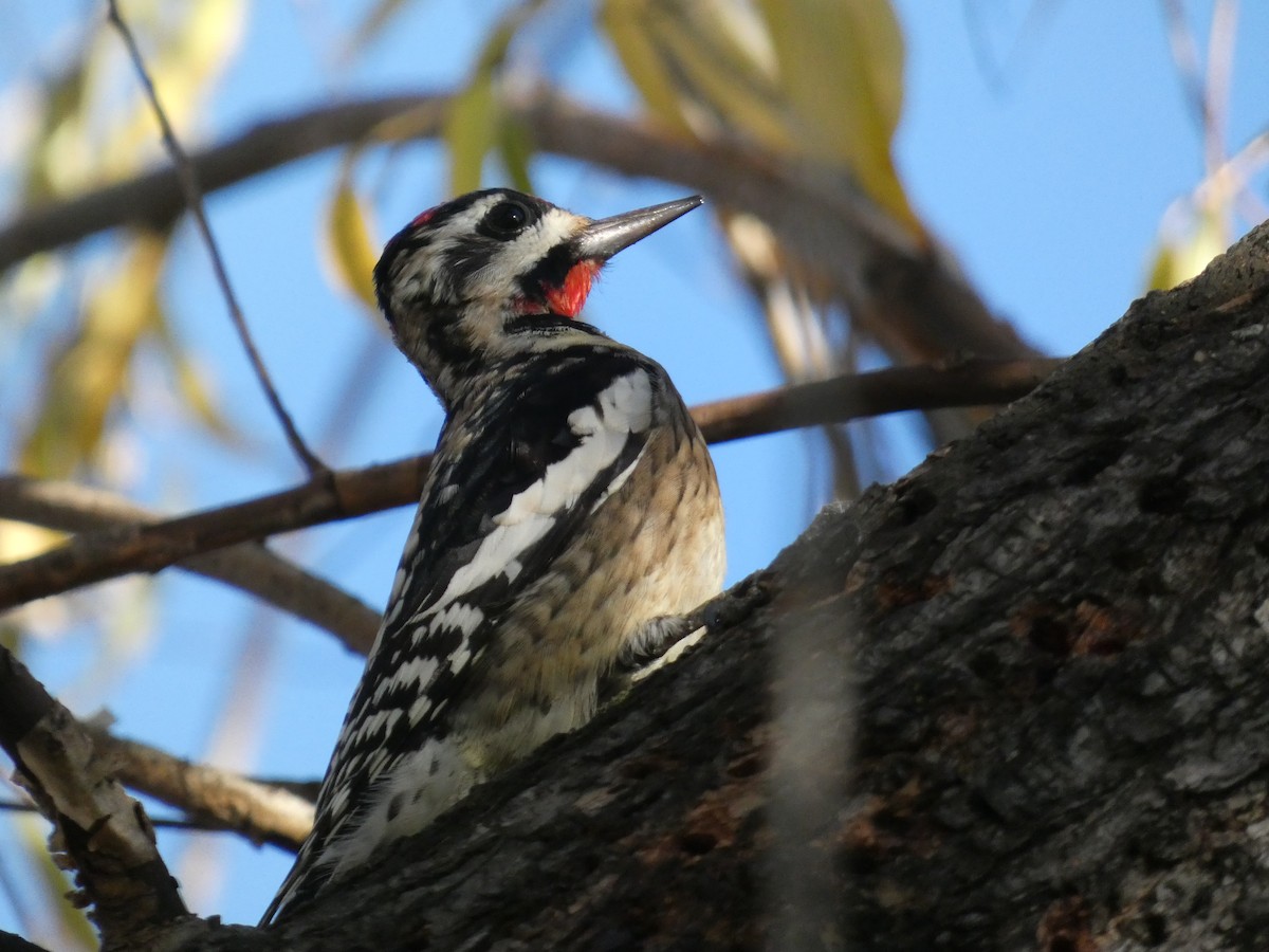 Yellow-bellied Sapsucker - ML613846776