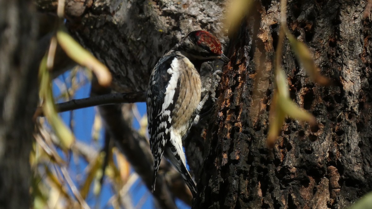 Yellow-bellied Sapsucker - ML613846781