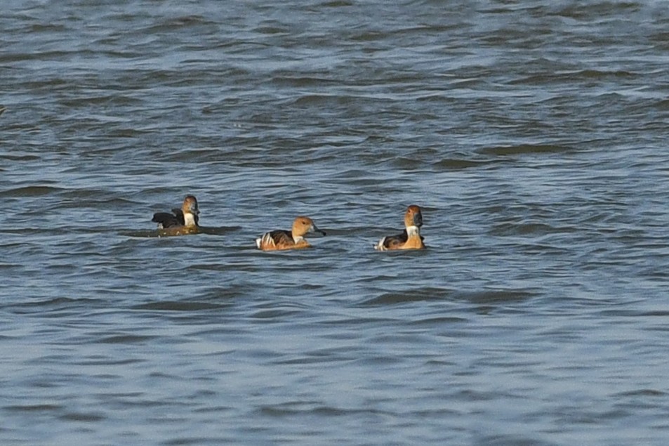 Fulvous Whistling-Duck - ML613846795