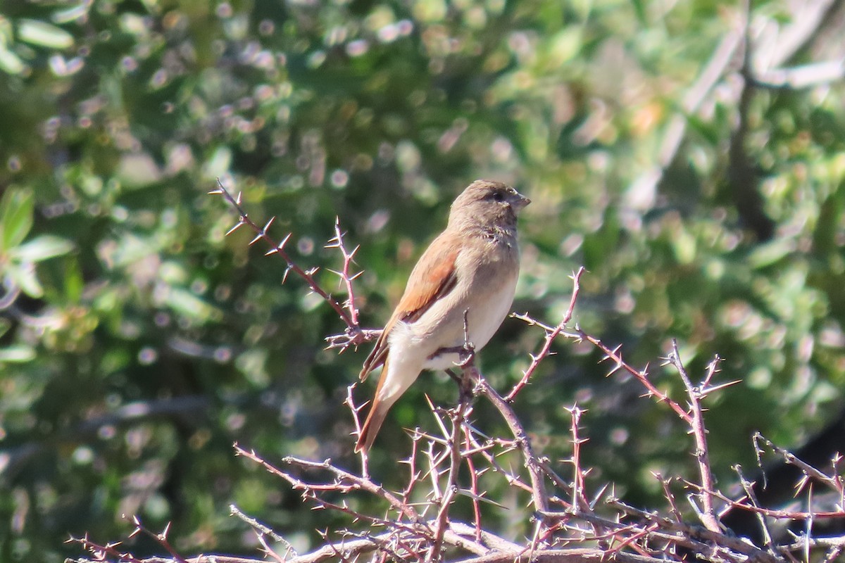 Black-headed Canary - Shane Dollman