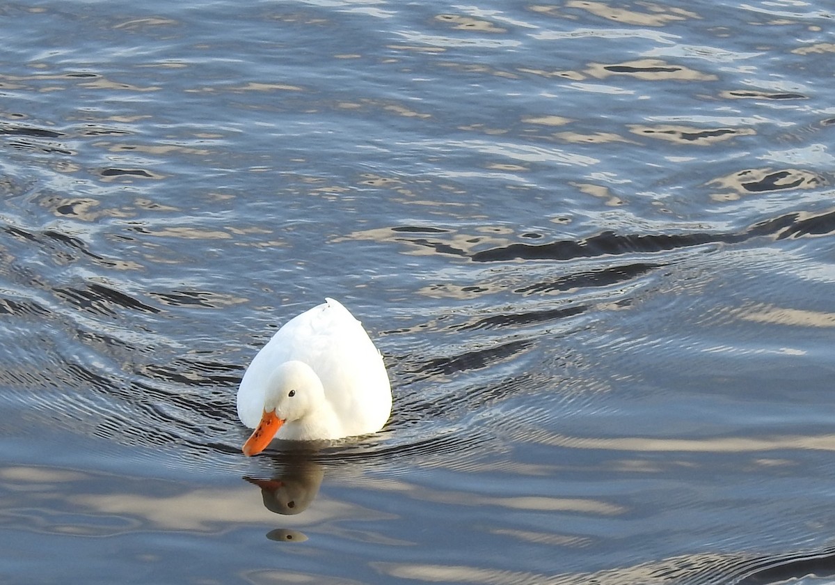 plovavá kachna sp. - ML613846821