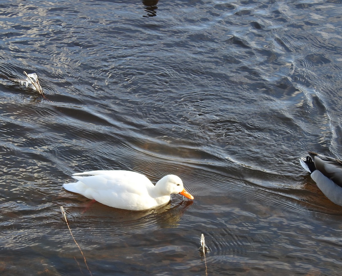 plovavá kachna sp. - ML613846822