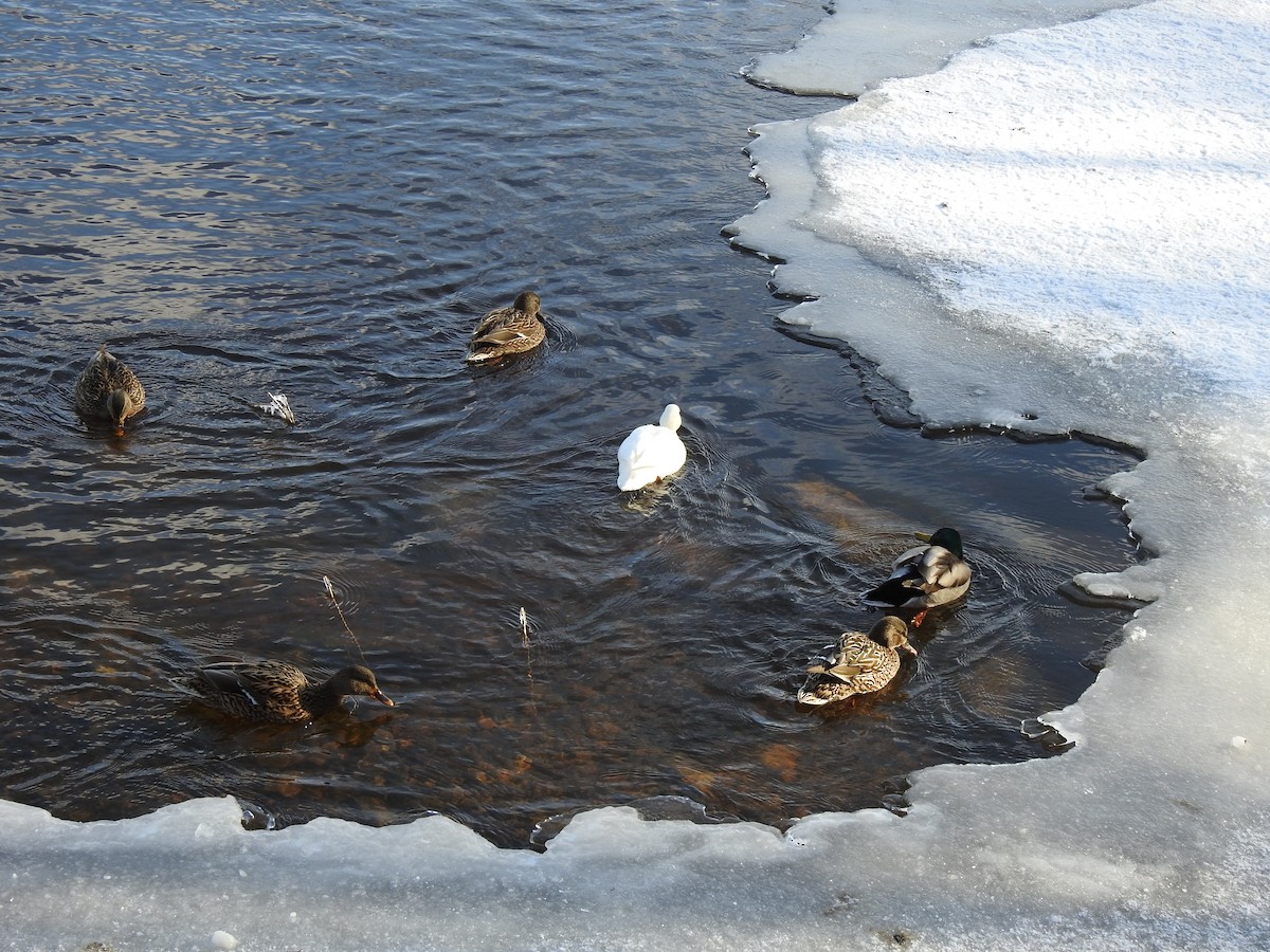 plovavá kachna sp. - ML613846823