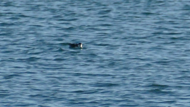 Marbled Murrelet - ML613846897