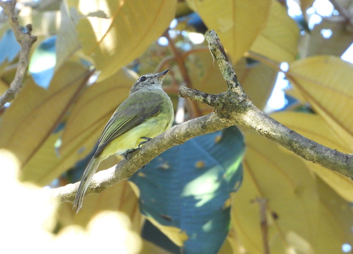 Greenish Elaenia - ML613846924