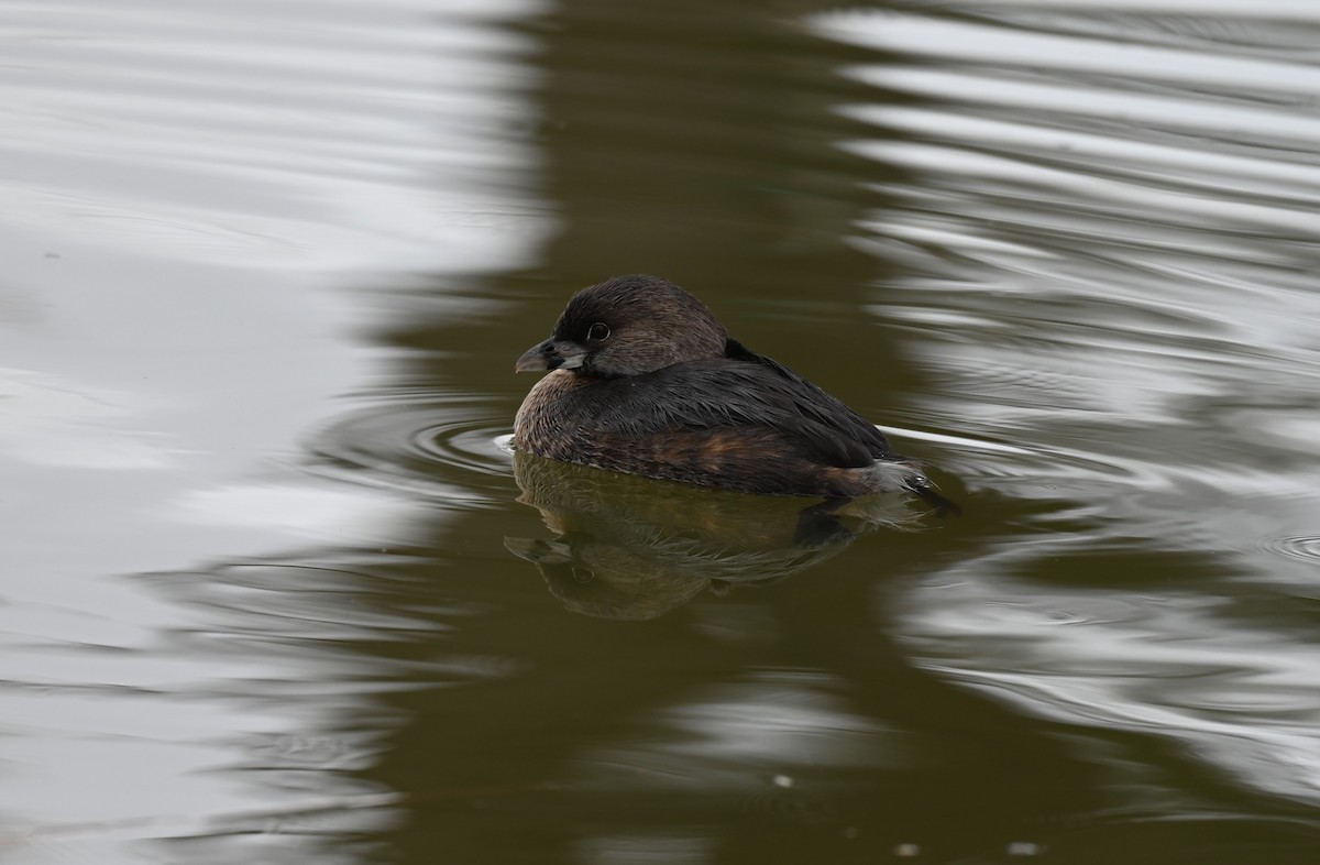 Pied-billed Grebe - ML613846929