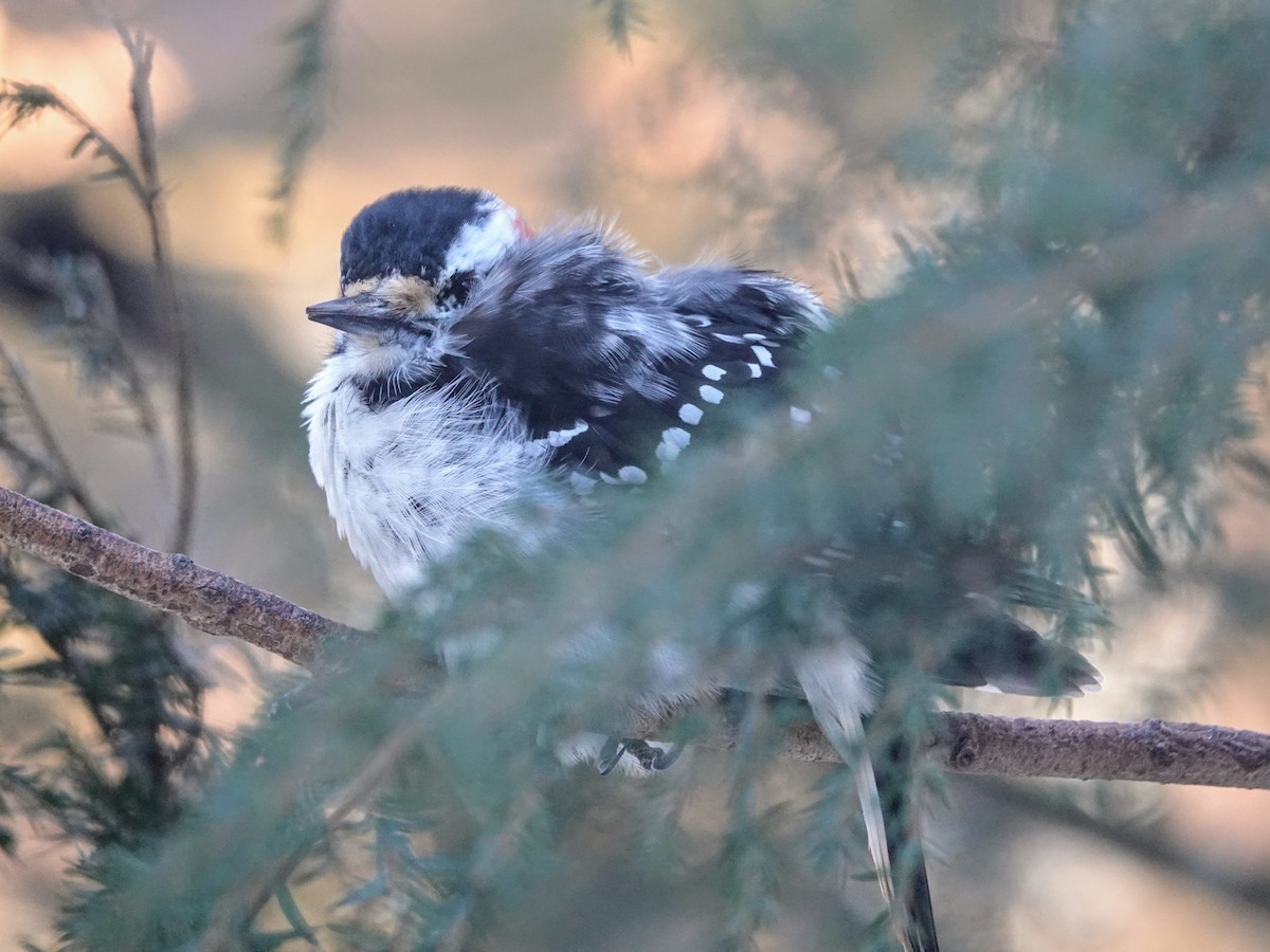 Hairy Woodpecker - ML613846939