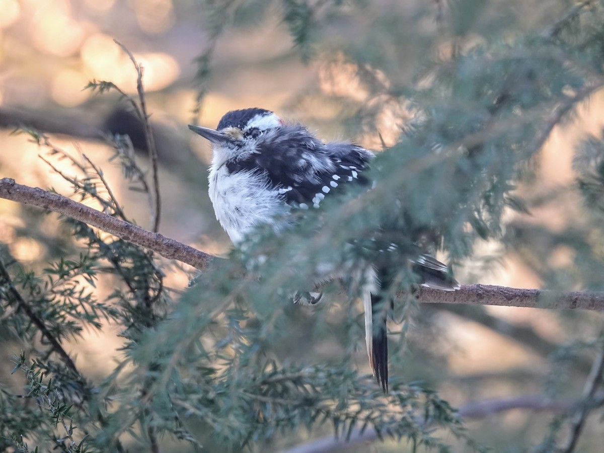 Hairy Woodpecker - ML613846940